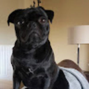 Meet your Posher, Troy